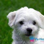 Maltese Terrier Fiyat – Sahiplenmeden Önce Bilmeniz Gerekenler