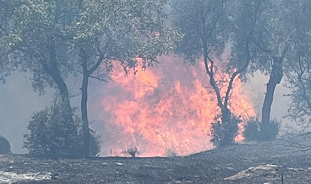 Aydın Büyükşehir Belediyesi itfaiye ekipleri 48 saatte 81 yangına müdahale etti – GÜNDEM