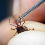 Kene ısırığına dikkat! Kırım kongo kanamalı ateşin belirtileri nedir? Keneden nasıl korunabiliriz? Uzmanlardan uyarılar…