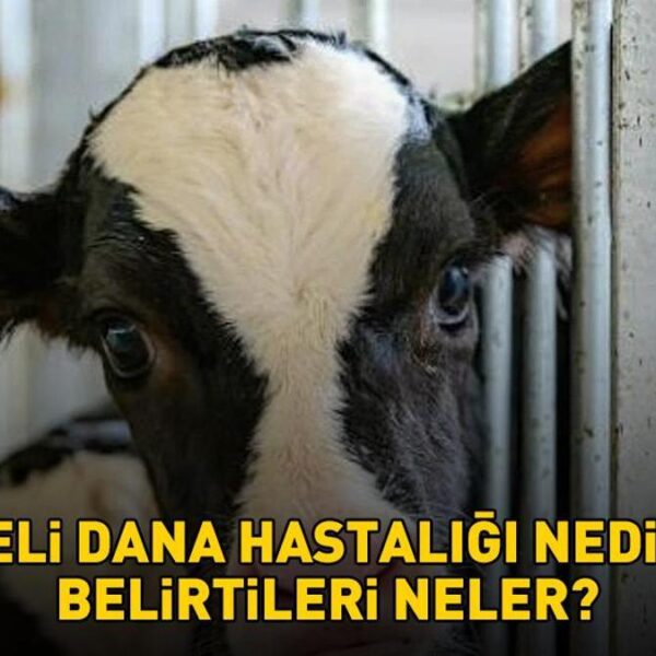 Deli dana hastalığı nasıl bulaşır? Ankaradan sonra Boluda da ortaya çıktı! Deli dana hastalığı nedir, belirtileri neler?