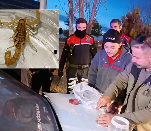 Aksaray’da 10 milyon dolarlık akrep ticareti sırasında suçüstü yakalandılar!