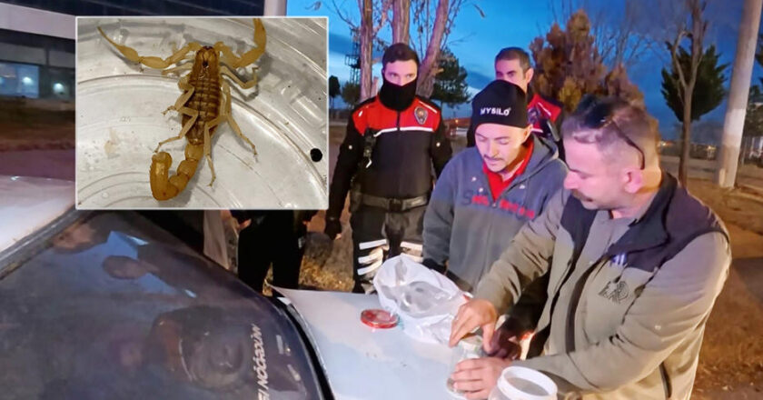 Aksaray’da 10 milyon dolarlık akrep ticareti sırasında suçüstü yakalandılar!